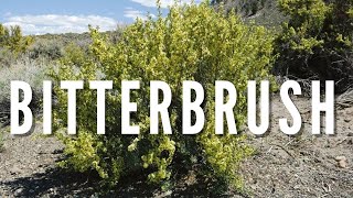 BITTERBRUSH  Outdoor Idaho [upl. by Leinad620]