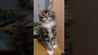 Handsome Maine Coon Kitten Qayenn [upl. by Ranita]