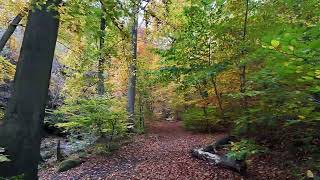 Short Forest Walk in Harz National Park Germany [upl. by Adlanor]