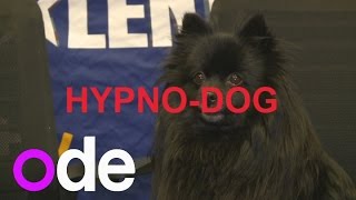 BGTs Hypnodog 5 things you need to know [upl. by Onfre]