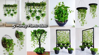 5 Money Plants Hanging amp Decoration Ideas For Your Indoor  Money Plants Growing IdeasGREEN PLANTS [upl. by Nafets]