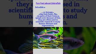 funfact about Zebrafish funfact zebrafish zebrafishes zebrafishfacts zebrafishlover [upl. by Trauner246]