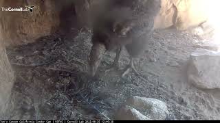 California Condor Chick Finds A Feather To Play With – Aug 25 2022 [upl. by Kenwrick]