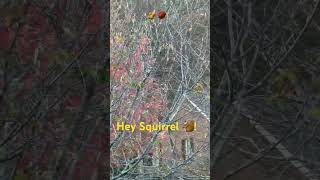 Squirrel 🐿️ Gone Wild  😝 Barking Squirrel [upl. by Hinkle]