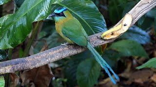 Lessons Motmot in Costa Rica [upl. by Iba]