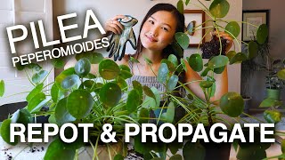 PILEA PEPEROMIOIDES PROPAGATION amp CARE  Houseplant Care Tips  Jolene Foliage [upl. by Jenica]