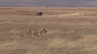 Lions chase Buffalo Bull [upl. by Nutsud]