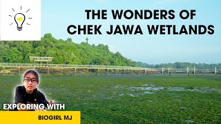 Exclusive look at Chek Jawa Wetlands  Exploring with Biogirl MJ [upl. by Donna]