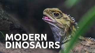 Do Modern Day Dinosaurs Exist [upl. by Mcspadden]