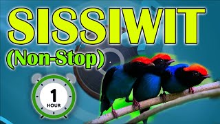 Sissiwit NonStop  Tayaw NonStop 1 Hour  IgorotKalinga Song [upl. by Creighton]