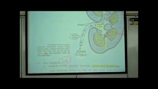 ANATOMY URINARY SYSTEM by Professor Fink [upl. by Anelram]