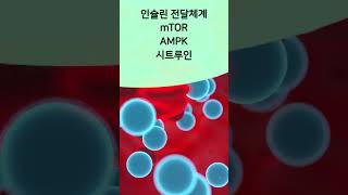 영양소를 챙겨야 노화를 늦춘다  비정상적 영양소 감지 인슐린 전달체계 mTOR AMPK 시트루인 [upl. by Animrac116]