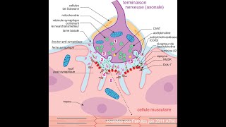 La transmission neuromusculaire [upl. by Isherwood115]