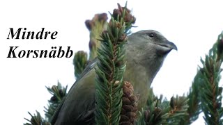 Capturing The Beauty Of Nature Watch The Common Crossbill Foraging In Action Nature [upl. by Sorkin]