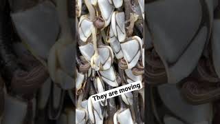 Gooseneck Barnacles Move on Their Own oregoncoast barnacles [upl. by Dace]