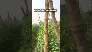 टमाटर में बांस किस तरीका लगा  Tamatar ki kheti yuvafarming farming tamatarkikheti [upl. by Reinal]