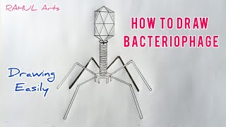 Diagram Of Bacteriophage  How To Draw Bacteriophage Diagram  Class 11  Biology [upl. by Alemap]