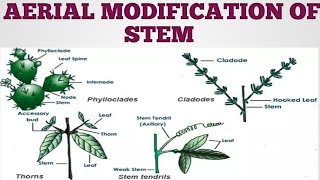 MODIFICATION OF STEM  AERIAL MODIFICATION  Education Notes [upl. by Narton635]