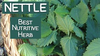 Stinging Nettle A Nutritive Herb and Energizing Tea [upl. by Koenraad]