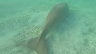 Gorgonia reef 8  Dugong [upl. by Mayrim]