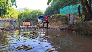 dig a pond to raise fish plant more fruit trees  live off the grid  build a farm [upl. by Naitsirc]