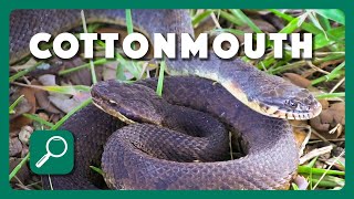 How to Identify a Cottonmouth [upl. by Adham]