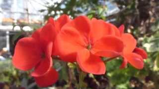 Geraniums  Pelargonium × hortorum  Pelargóníur  Mánabrúður  Stofuplanta  Sumarblóm [upl. by Yeliw]