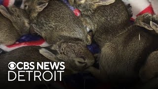 Macomb County deputy rescues baby rabbits that were thrown out car window [upl. by Faro]