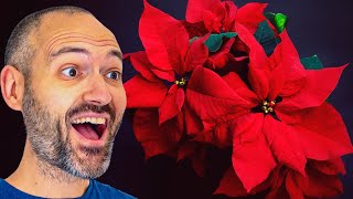 The Secret to Keeping Your Poinsettia Alive ALL YEAR [upl. by Sitof494]