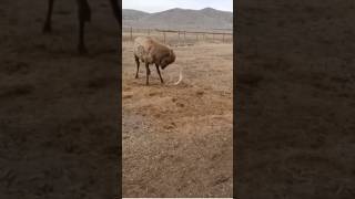 Caught on Camera HUGE Bull Elk Sheds Antlers epic [upl. by Leroi19]