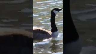 Canada goose at the Willows park January 2019 birds [upl. by Linders851]