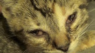 Kitten Conjunctivitis amp How To Treat It  Care Info In Comments  Eye Infections This Bad Need A Vet [upl. by Wetzell]