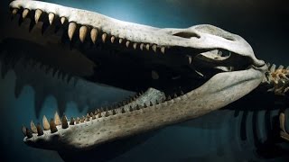 What Ultra High Speed Penguin Footage Reveals About Pliosaurs [upl. by Otilesoj]