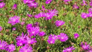 Ice plant flowers opening and closing during a day [upl. by Nnylsia]