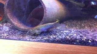 Killifish mating  spawning behaviour [upl. by Eirffej491]