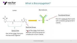 Webinar An Introduction to Bioconjugation [upl. by Pablo]