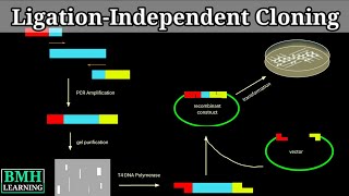 LigationIndependent Cloning  LIC Cloning [upl. by Cordy]