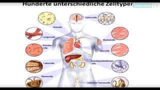 Das Blut  Leukämie und Lymphome  MINI MED Studium mit AssProf PrivDoz Dr Stefan Wöhrer [upl. by Nylecaj]