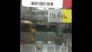 quotAbsolutequot SeeThrough zebrafish [upl. by Aneela]