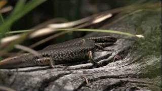 Southern Water Skinks Eulamprus tympanum [upl. by Ecraep]