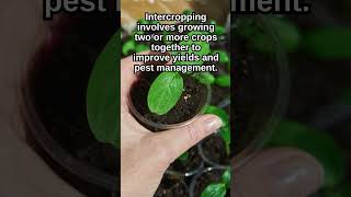 How Intercropping Works BuckeyeBloomstead gardeningadvice [upl. by Lankton]