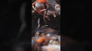 The Zombie Ant Fungus Natures Mind Control ZombieAntFungus MindControl NatureMysteries [upl. by Cirnek614]