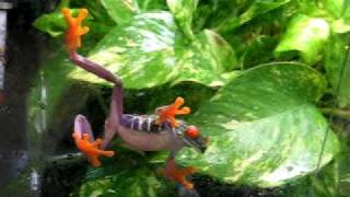 Agalychnis callidryas en chambre de pluie [upl. by Avron]