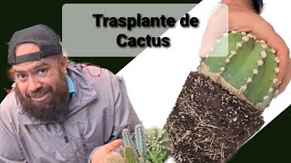 COMO TRASPLANTAR CORRECTAMENTE UN CACTUS [upl. by Himelman434]