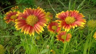 All about Gaillardia plant care Blanket FlowerTriple A [upl. by Rechaba532]