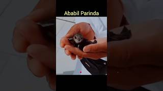 Ababeel Parinda 😱🕋🕋birds ababeel shorts [upl. by Pachton]