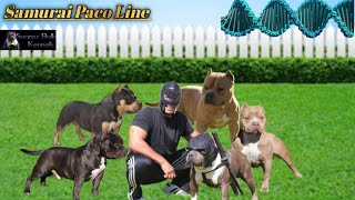 American Bully Bloodlines Samurai Paco Line Episode 1 [upl. by Rhoda]