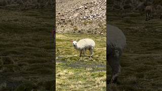 Chungara Lake Lauca National Park Arica Chile [upl. by Desmund]