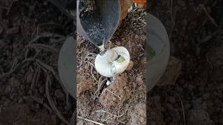 Play pour lead water into the snail shell at the field In the cassava plantation Hangseanghong [upl. by Brozak]