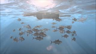 Overfishing Documentary [upl. by Anelrahs]